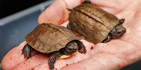 Tennessee Aquarium Hatches Two Critically Endangered Turtles